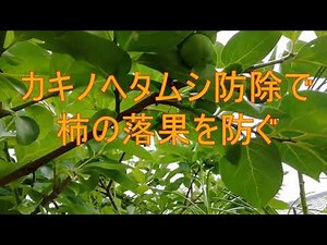 Controlling the persimmon fruit moth prevents persimmon fruit drop.