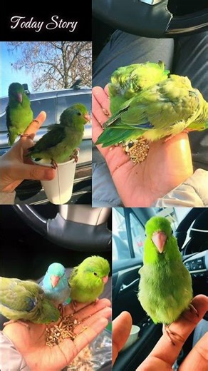 Cute parrotlet babies will melt your heart ❤️ #babybirds #talkingparot #birds #parrot #talkingbird