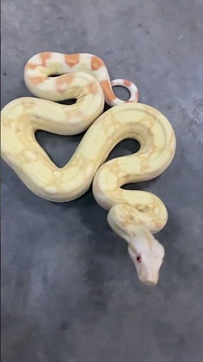 IMG Albino Boa #snake #reptiles #boaconstrictor
