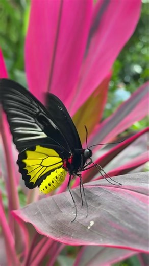 Slow motion Saturday! Video by Melissa | The Key West Butterfly & Nature Conservatory