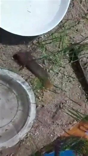 Insane Pond Catch: Pencil Fish and Glass Fish #fishing #aquariumfish #cutefish