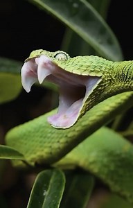 Wild Geography | This is a Western bush viper 🐍 Video by @severus_snakes African bush vipers are ambush predators, and commonly strike their prey while... | Instagram