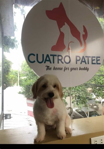 Cuatro Patee Pet Shop on TikTok