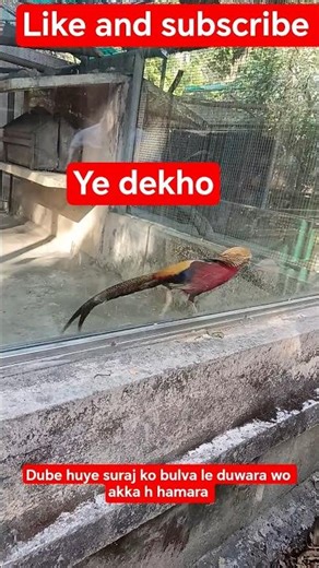 dube huye suraj ko bulva le duwara wo akka h hamara #viral #viralvideos #trindig short feed