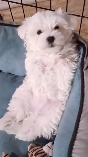 2 month old sweet little Howie, he is Silly & Shorty's son from their 2nd litter | Shorty's Homestead