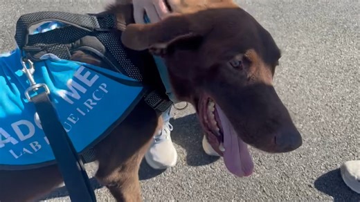 Come meet beautiful, senior Jethro and his friends at AutoNation Subaru Hunt Valley in Cockeysville, MD, until 12:30pm today! #SubaruLovesPets #subaruofamerica #subaru_usa #aspca #AutoNationSubaruHuntValley #labrescueLRCP #labrescue #labradorretriever | Lab Rescue LRCP
