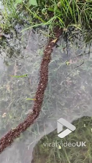 Ants build floating bridge across clear ditch || Viral Video UK