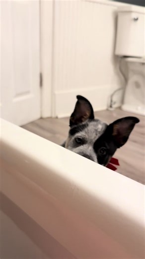 Growing Up: The Journey of a Cattle Dog Puppy