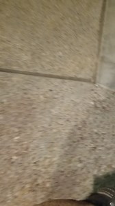 Max, human aggressive behavior modification boarding and training. | The Dog Coach