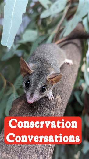 Jump into Conservation Conversations! 🌿🐾 Every fortnight, we’ll be sharing stories of the incredible work happening to protect wildlife and wild places. From species bouncing back to behind-the-scenes conservation efforts, we’re here to start the conversation. Follow along and be part of the journey! | Adelaide Zoo