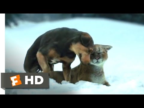 A Dog's Way Home (2018) - Fun in the Snow Scene (4/10) | Movieclips