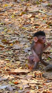 28K views · 1.7K reactions | Oh.. old mother Jade with her baby monkey Jada so well | Love Monkey | Facebook