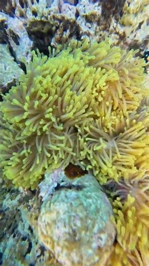 how do you pronounce ameneemememnene?!?! #nemo #snorkeling #fish #coralreef #coral