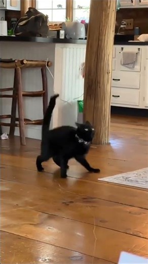 Cats vs. The World: They're Losing