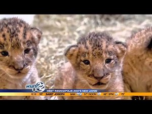 Meet Indianapolis Zoo's newest lion cubs!