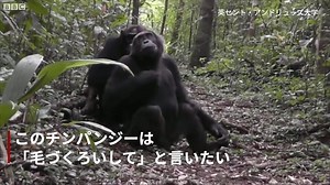 類人猿のジェスチャー、人間も理解可能　言葉の起源か＝英研究 - BBCニュース