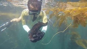 Surprised Snorkelers Find Giant Sea Slug
