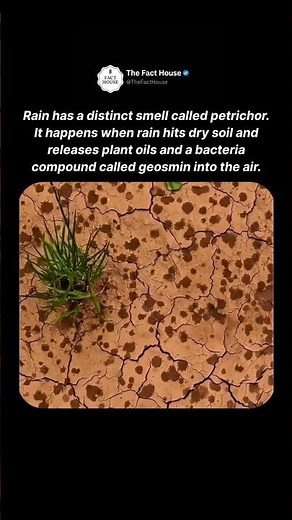 Why Rain Has a Smell