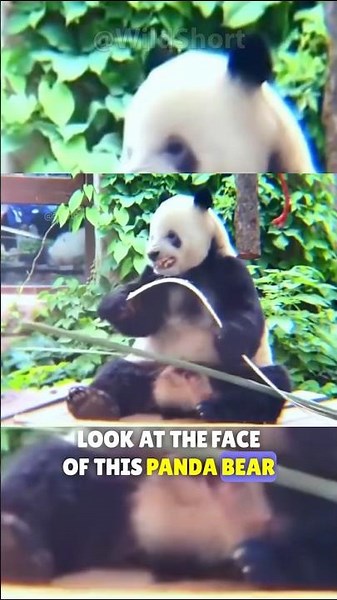 This panda learned this funny expression from his keeper! || panda breaks bamboo #panda #funny #face
