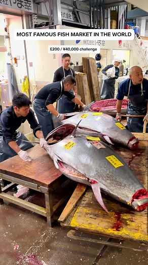 Experience Japan: £200 Spent at the Famous Fish Market