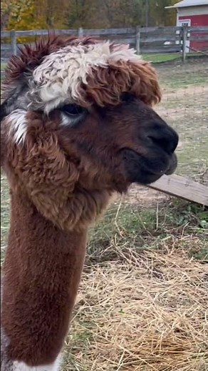 Alpaca Mating Call