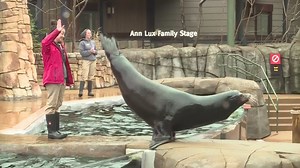 Sea lions perform at St. Louis Zoo for ‘spring training’