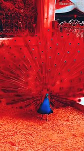 20K views · 1.7K reactions | A breathtaking moment in nature — the peacock unfurls its iridescent feathers in a perfect display of elegance and pride. Witness the colors of royalty in motion. 連✨ #BeautifulPeacock #NatureMasterpiece | Beautiful Bird | Facebook
