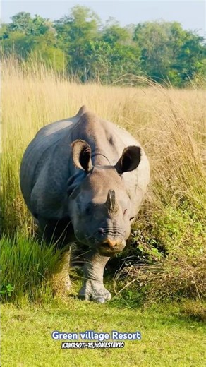 Exciting jeep safari adventure ❤️✅#shorts #jeepsafarivlogs