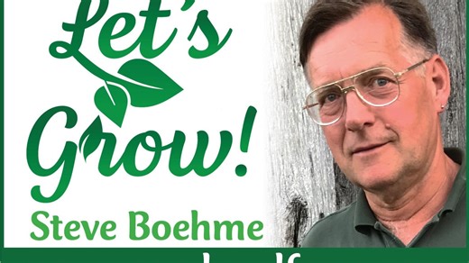 Let's Grow: Red Maples – which one do you mean?