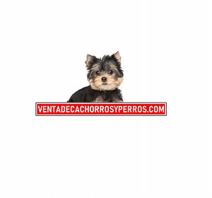 Venta de cachorros perros de raza Shih tzu