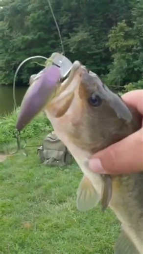 ￼ How to use a crank bait #fishing #6thsensefishing #bassfishing #sportfishing #baitcaster #bait￼