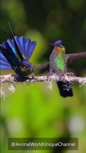 Hummingbird Sounds | Звуки КОЛИБРИ #hummingbird #sounds #birdsounds #birds #исцеляющиезвукиприроды
