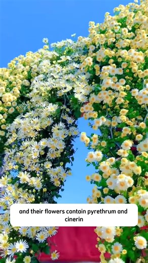 Mixed Color Pyrethrum Seeds | Dodo Garden