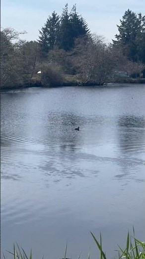 Ducks mating #duck #birdsounds ￼