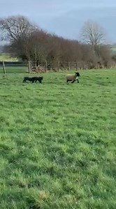 6K views · 57 reactions | Our stretching the legs!  Sent in by Jack Donoghue in co. Galway  | Agriland.ie | Facebook