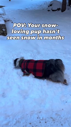 AIR PUP® on Instagram: "Winston is wearing Air Pup dog boots to protect his paws from cold temperatures, sharp ice, and ice melt. Check out our profile for more. 🐾🥾"