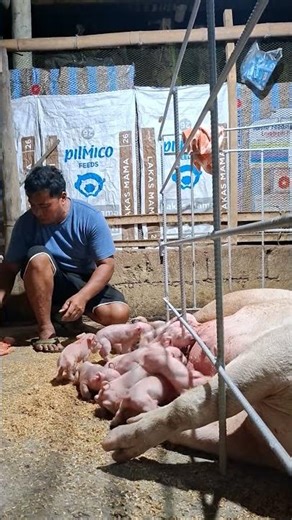newborn piglet care #pigindustry #pigbreeding #pigging #piggeryfarming #hograiser #hogger #farming