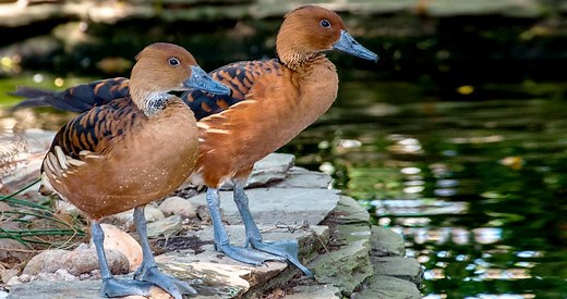 Fulvous Whistling-Duck Identification, All About Birds, Cornell Lab of Ornithology
