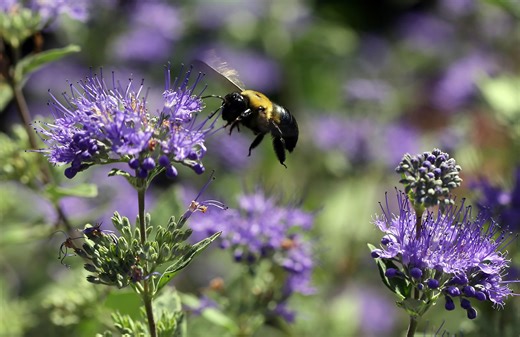 Seeing big bees hovering around in the Charlotte region? They’re not bumblebees