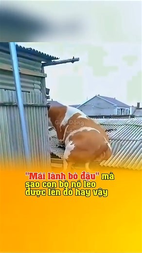 Mai Lanh Bo Dau #gio_dong_lao #giodonglao @gio_dong_lao #hai