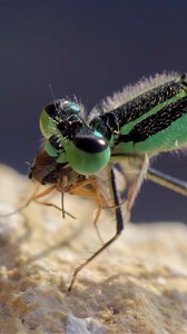 Dragonfly eating a fly Wincent z6IeS #nature #wildlife #insect | HAWI Studios