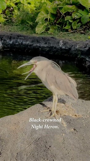ʻAukuʻu — The Black-crowned Night Heron | Indigenous Bird of Hawaiʻi | Oʻahu Hawaiʻi