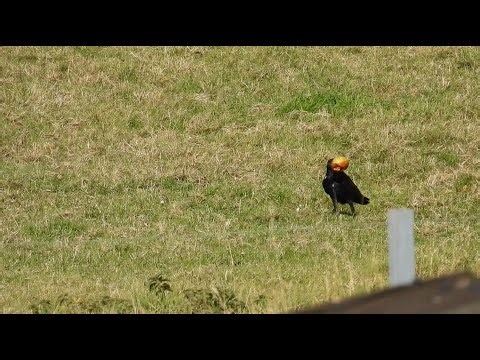 Carrion Crow finding and eating a cooking apple in the field - 7th Sep 2025 (1,2)