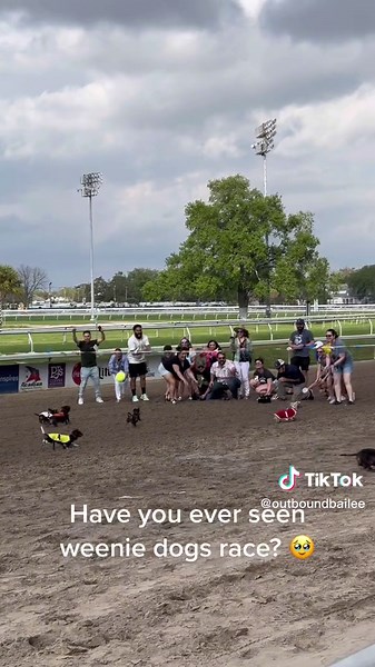 Weenie Dog Races: Adorable Dachshund Racing Fun!