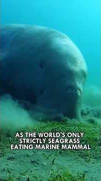 The Insane Biology of the Sea Cow #Marineanimals #Animals #Shorts