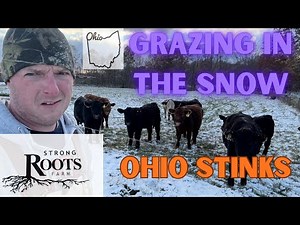 Grazing Cattle In The Snow, Raising Beef