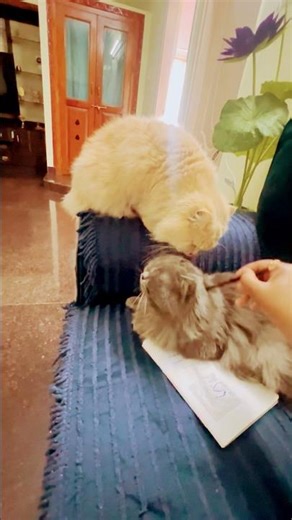 🐈‍⬛🐈😻#ytshorts #youtubeshorts #cat #fyp #cute