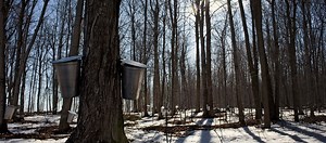 21 reactions | Learn how to make maple syrup at home during this sweetest time of year! Follow along as Molly collects sap from sugar maple trees and boils it down into one of spring's sweet treats. | Toronto and Region Conservation Authority | Facebook