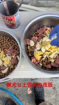 猟犬と土佐犬の夜飯🐕️