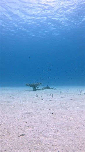 One Coral… Hundreds of Lives. Description: While diving I slowly approached a patch of staghorn coral, and something incredible happened. The moment the fish saw me coming, dozens of tiny reef fish instantly darted into the branches of the coral to hide. To them, I looked like a predator — and the coral was their fortress. This is exactly why coral reefs are so important. Coral isn’t just a rock or a plant. It’s actually a living animal colony that builds complex underwater structures over time.
